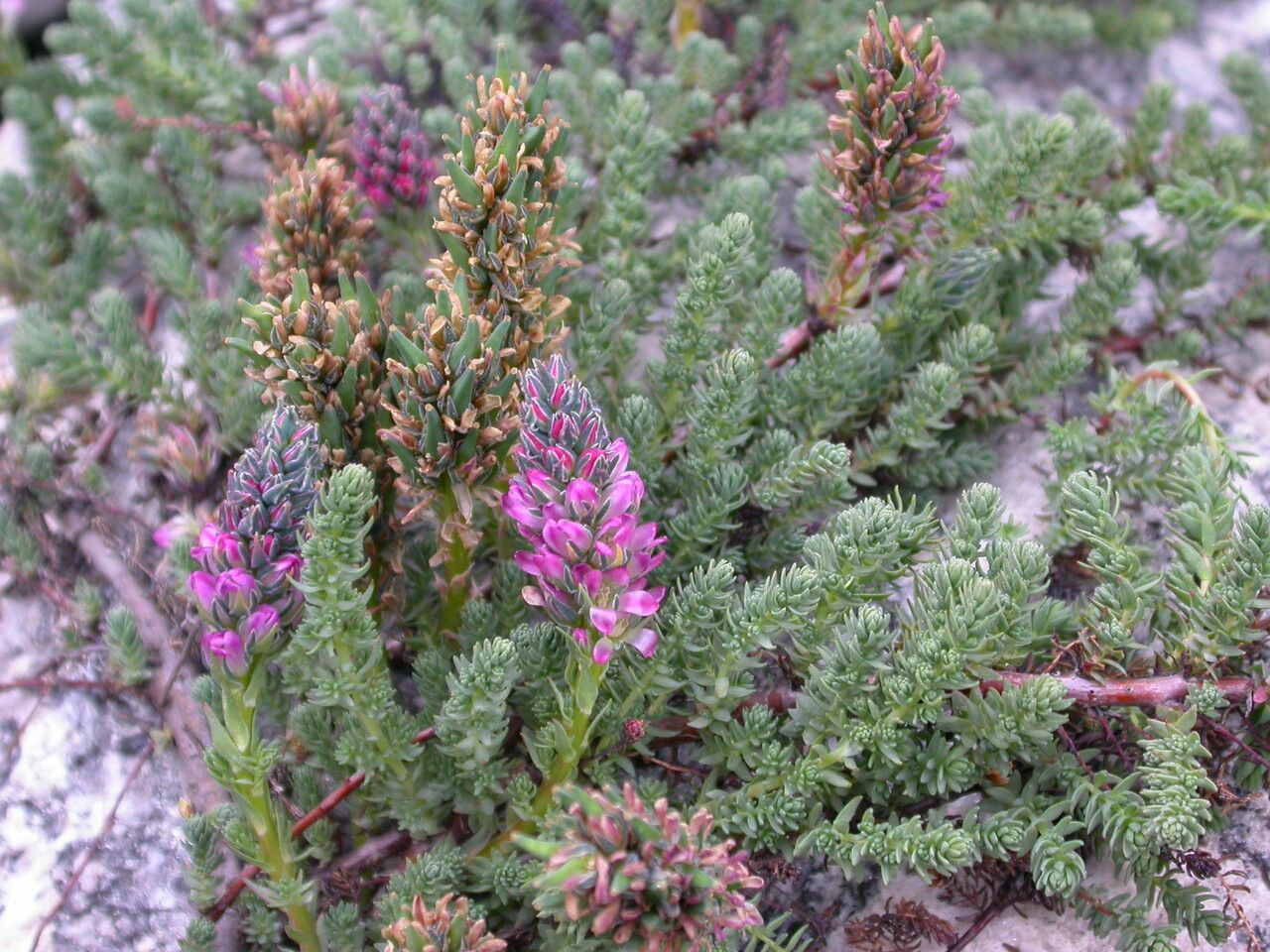 Myricaria rosea habit