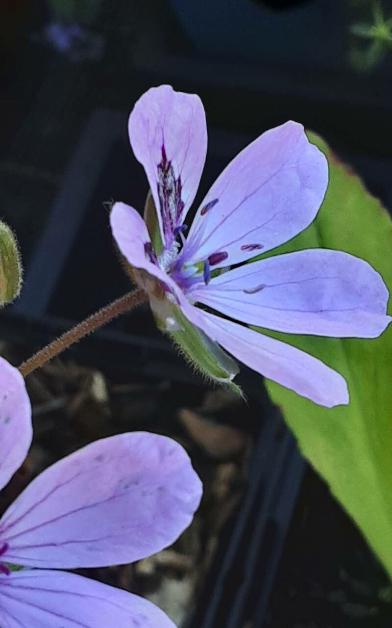 Erodium × anaristatum flower