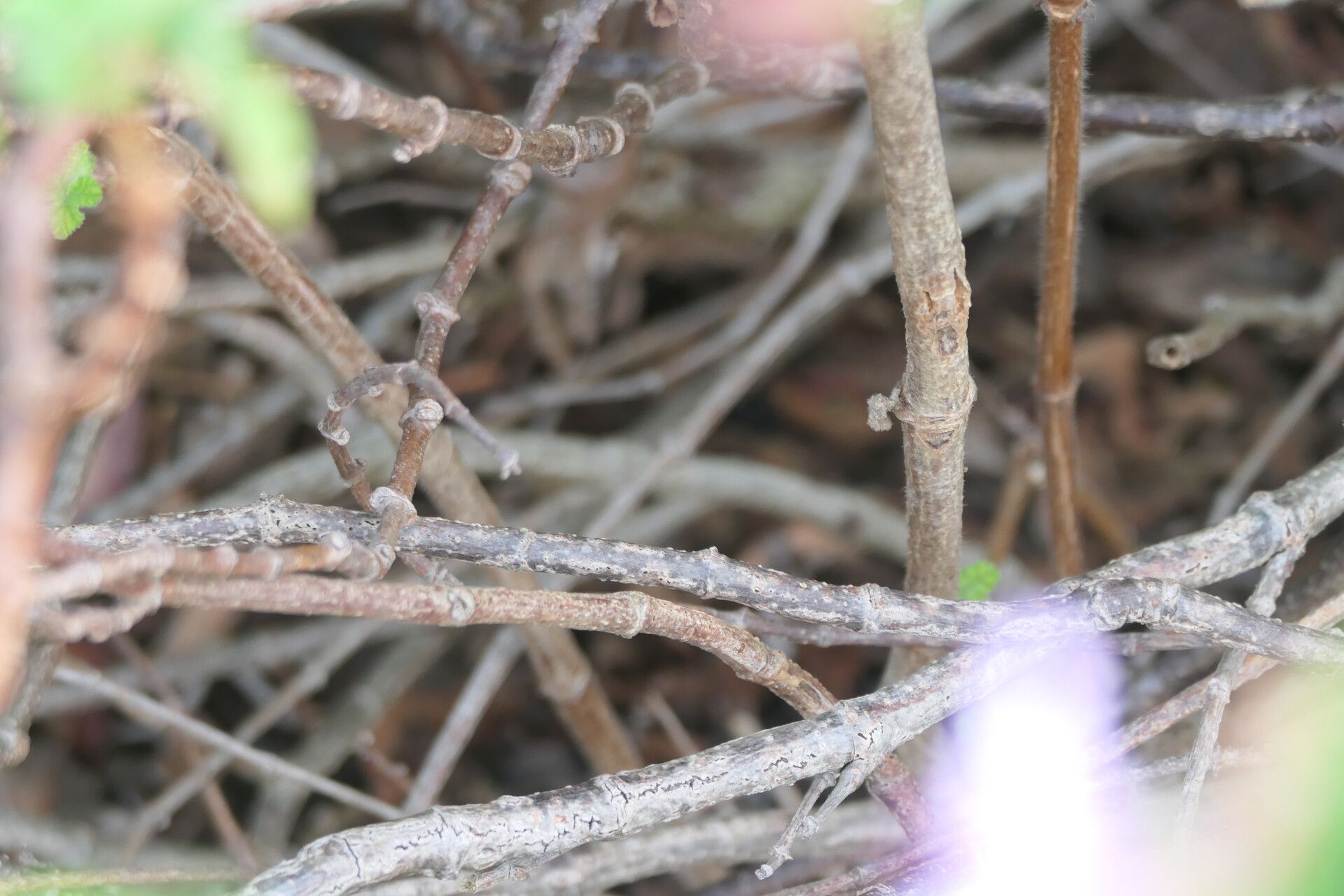 Pelargonium panduriforme bark