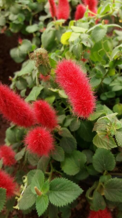 Acalypha macrostachya flower