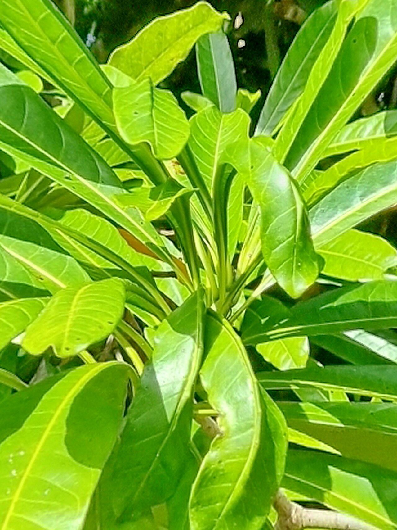 Cerbera floribunda — related species from the same genus