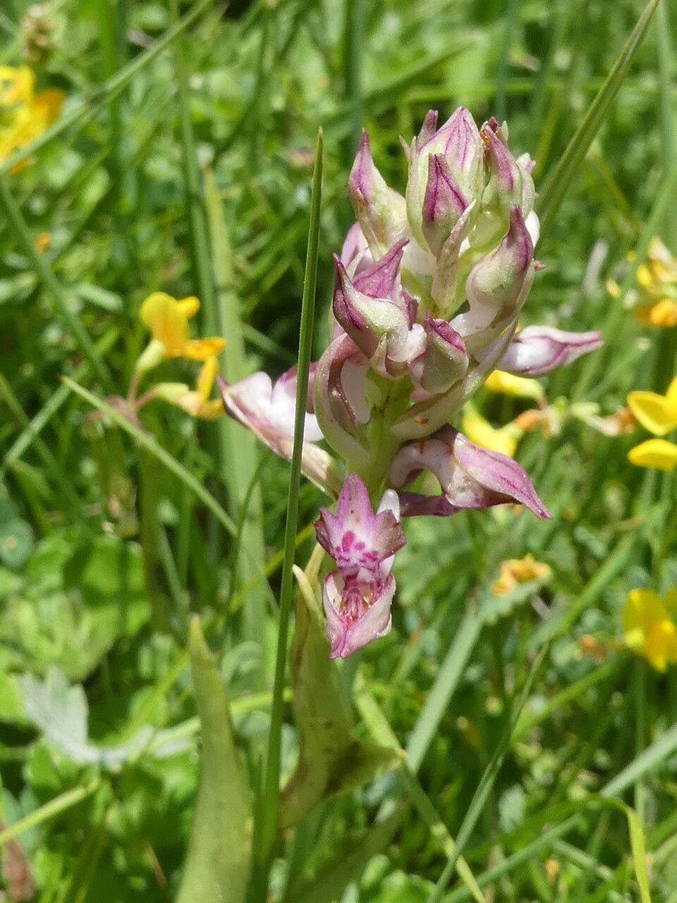 Anacamptis coriophora flower