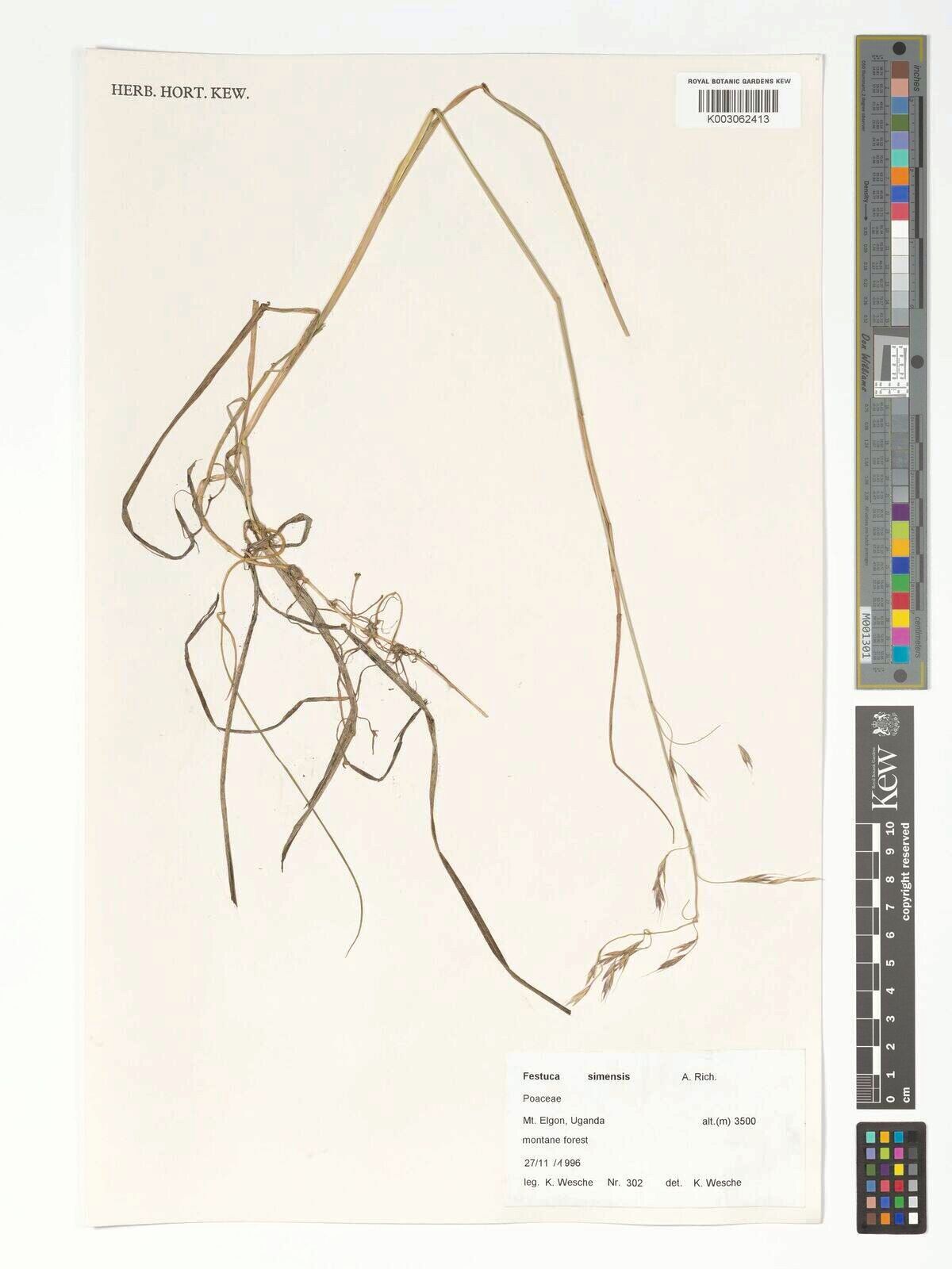 Festuca simensis — houseplant care guide