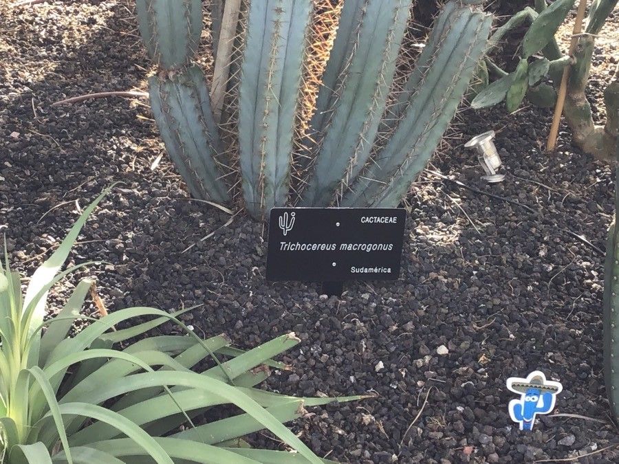 Echinopsis macrogona leaf