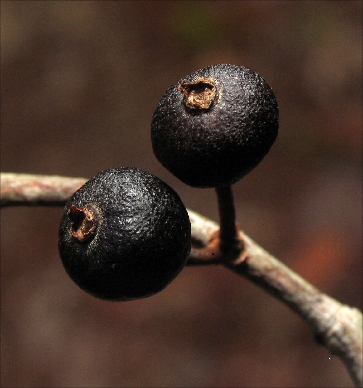 Eugenia ramiflora fruit
