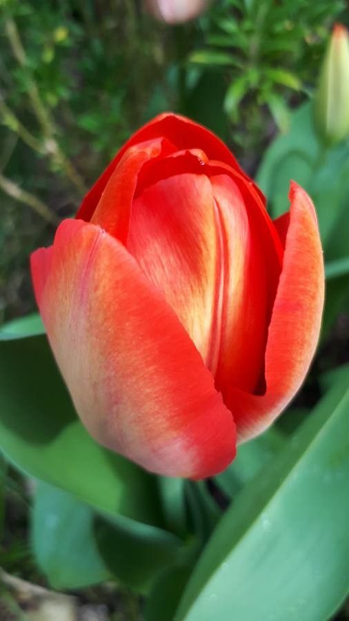Tulipa mauriana flower