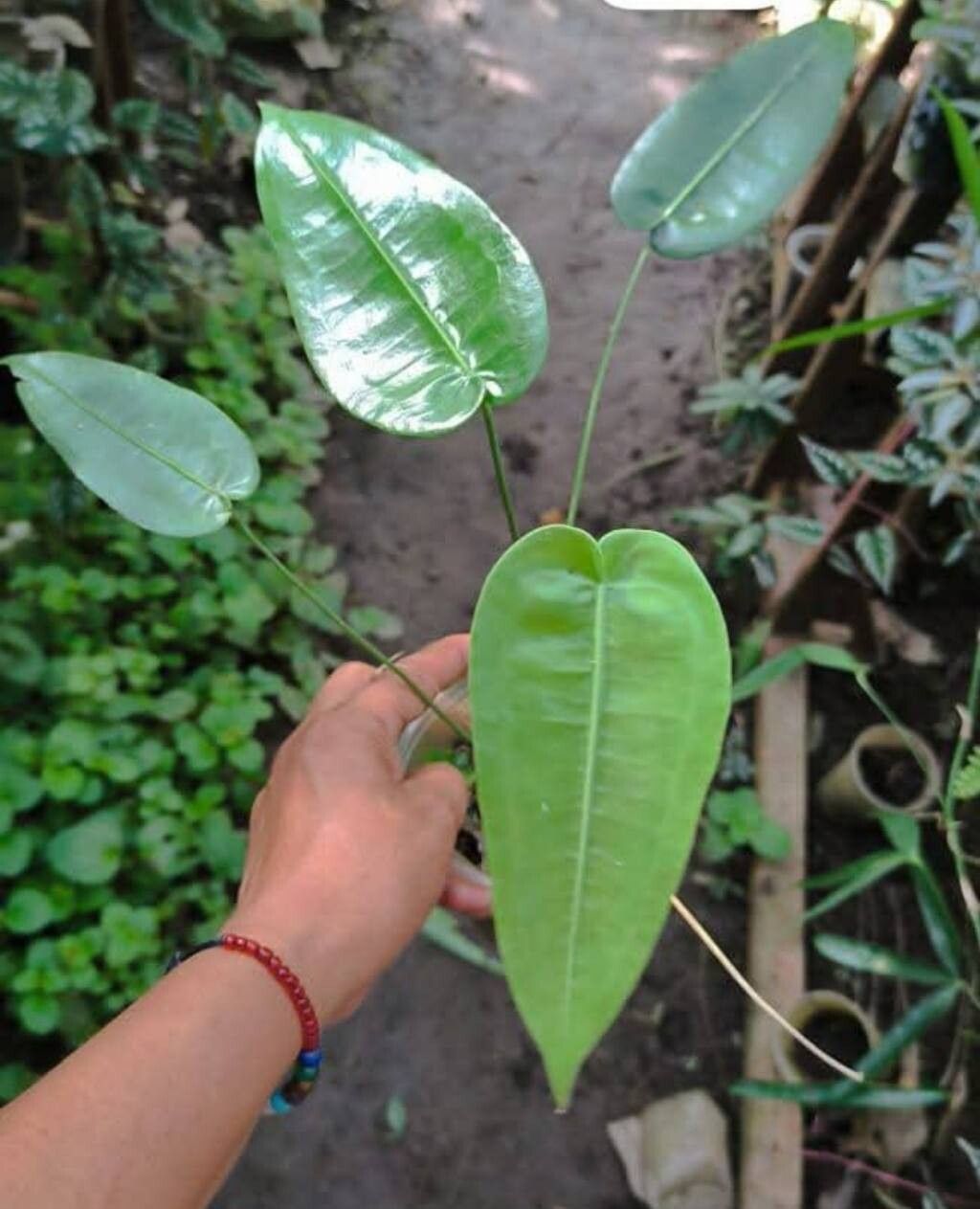 Anthurium timplowmanii — houseplant care guide