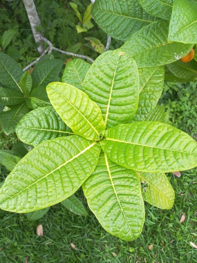 Ficus pancheriana leaf