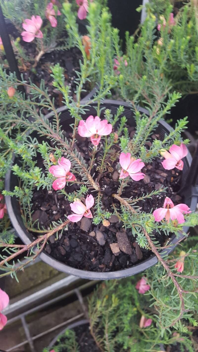 Gompholobium scabrum — related species from the same genus