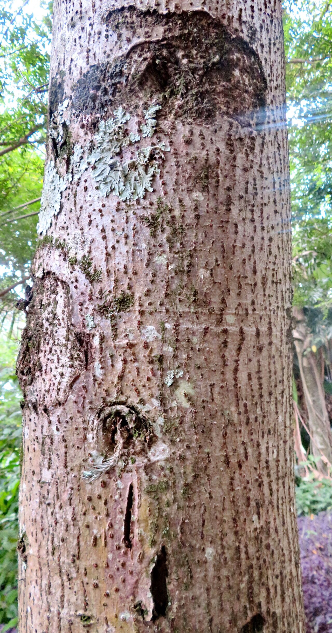 Spirotheca rivieri bark