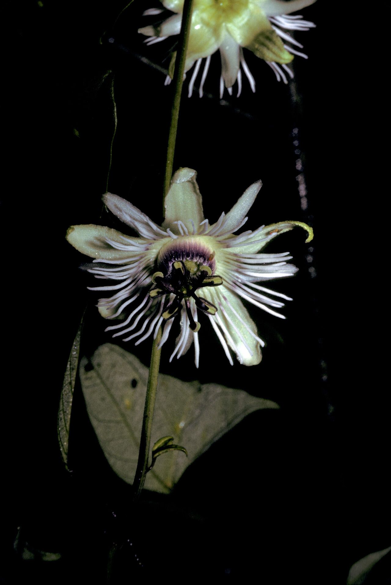 Passiflora vespertilio flower