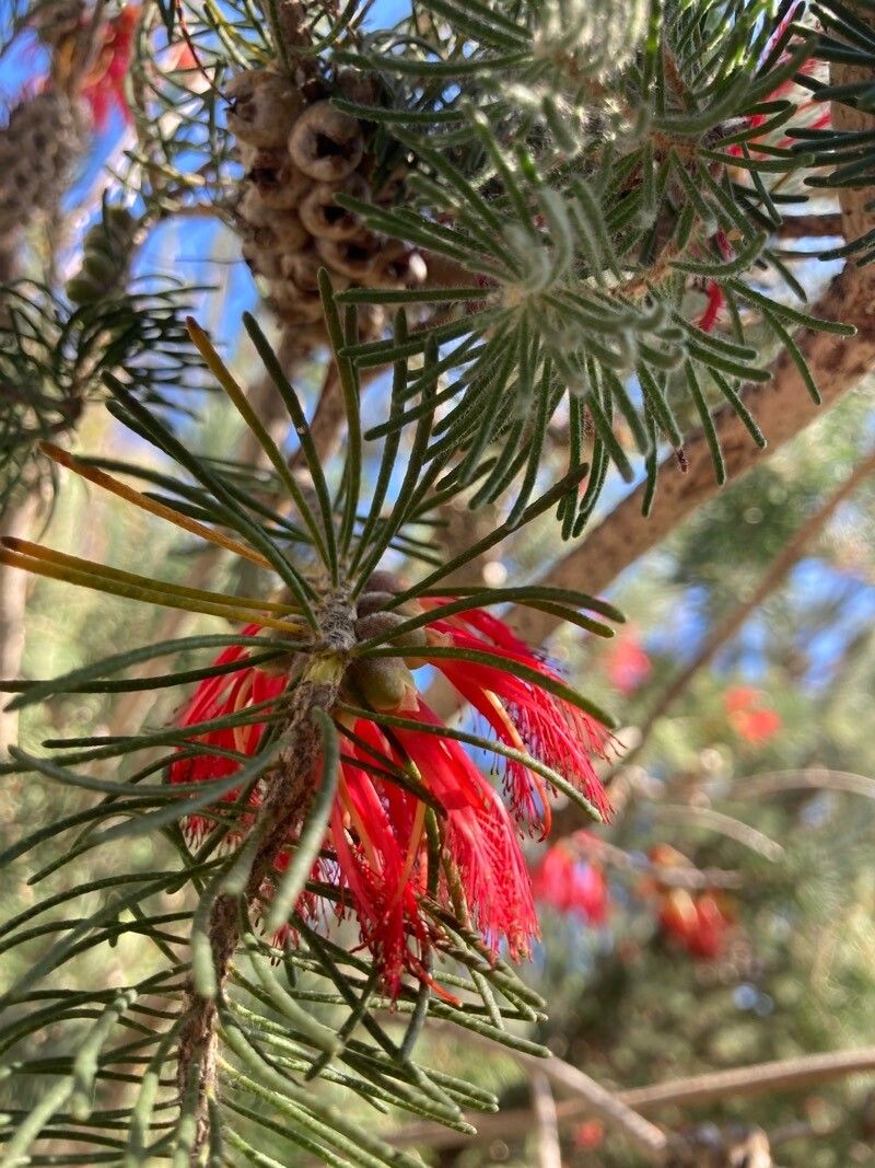 Melaleuca quadrifida flower