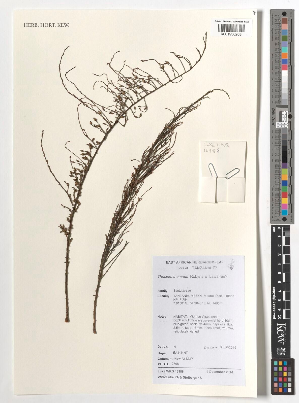 Thesium thamnus — search result for 'Thesium'