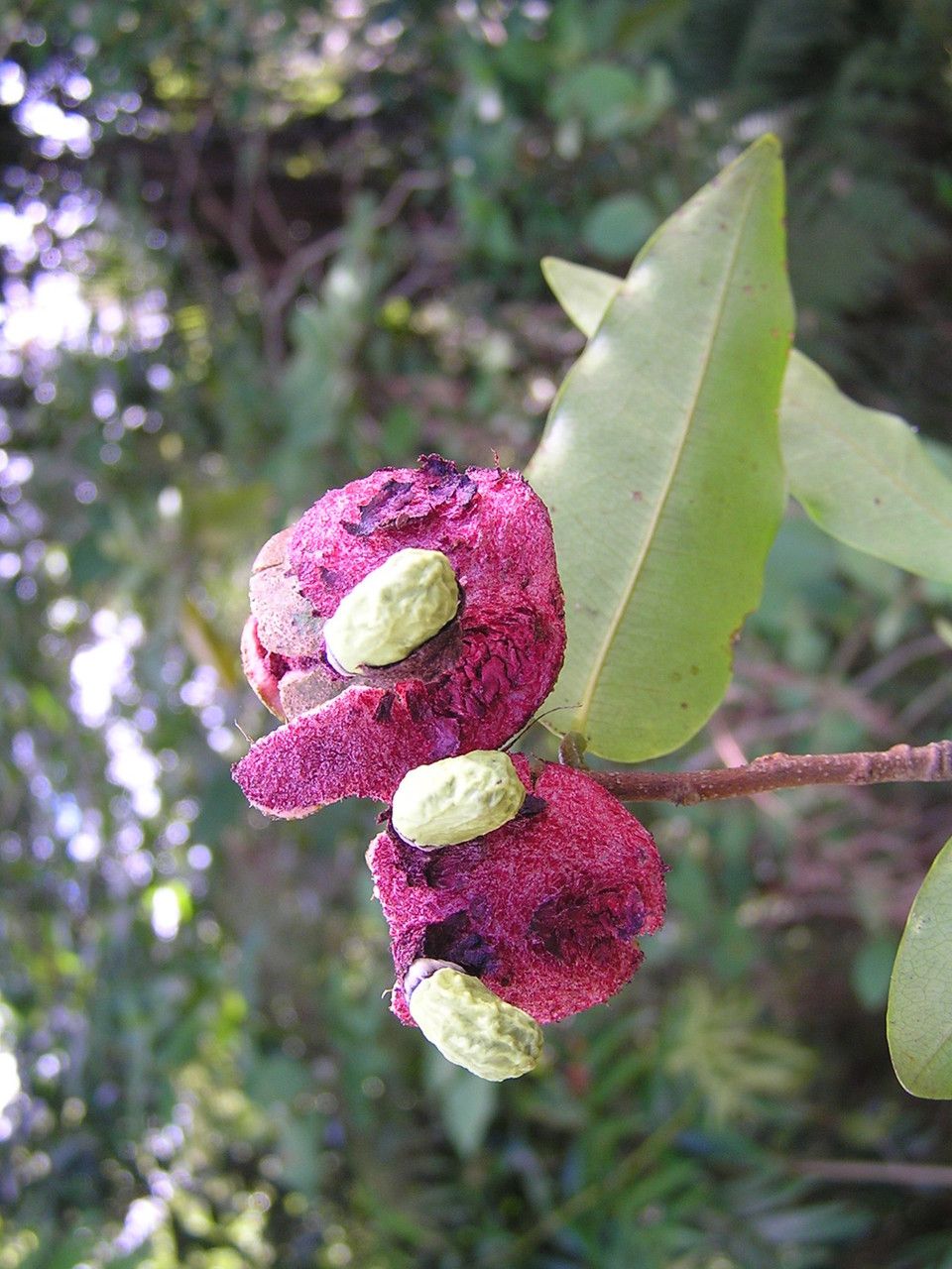 Xylopia vieillardii fruit