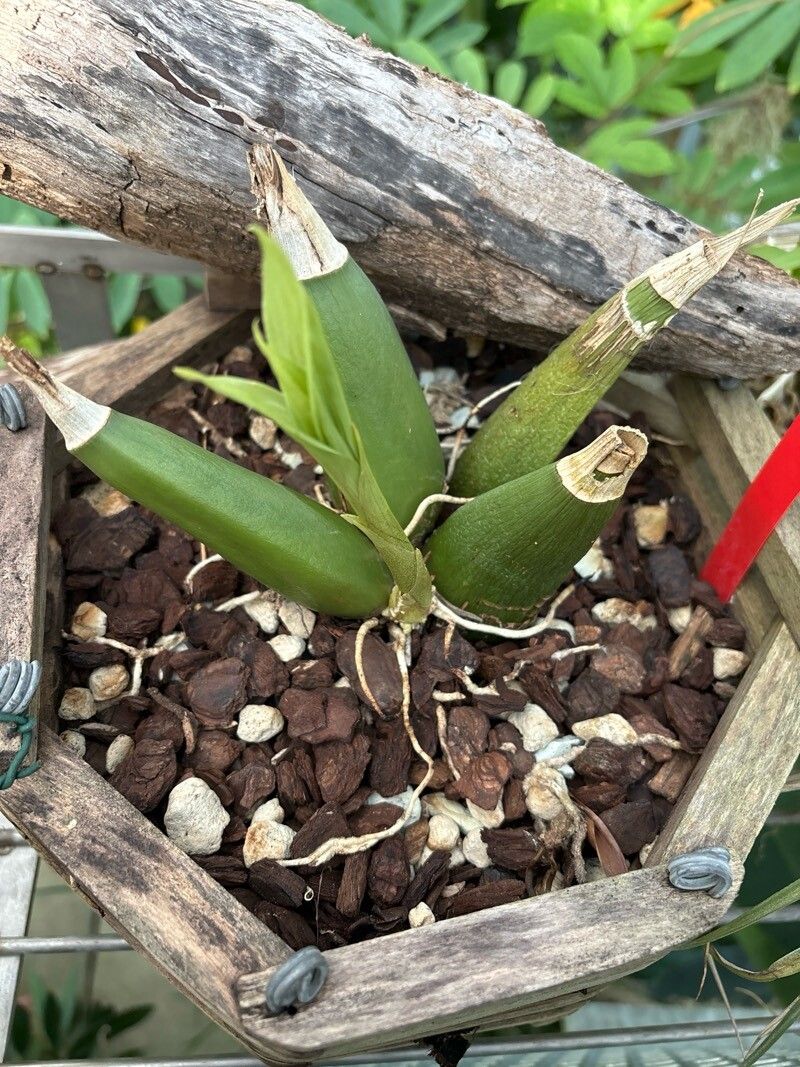 Peristeria pendula — related species from the same genus