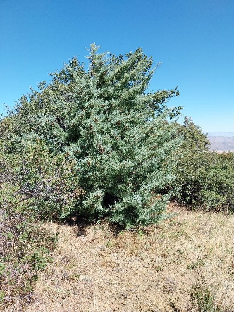 Hesperocyparis stephensonii leaf