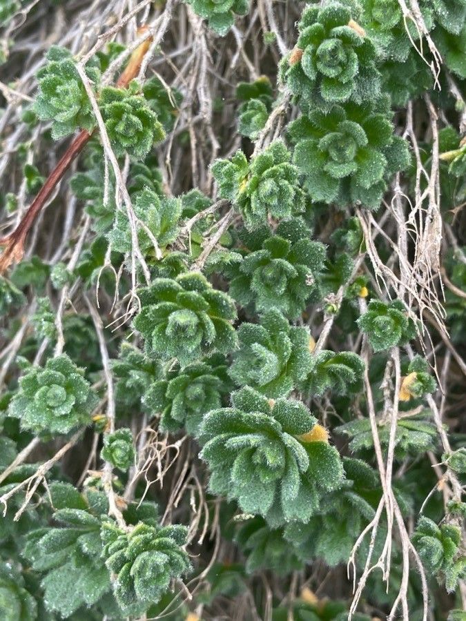 Draba dubia — houseplant care guide