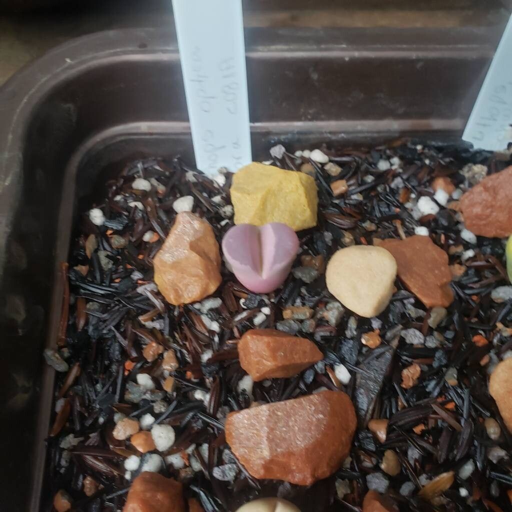 Lithops optica bark