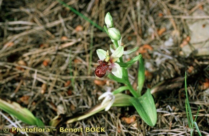 Ophrys × semibombyliflora habit