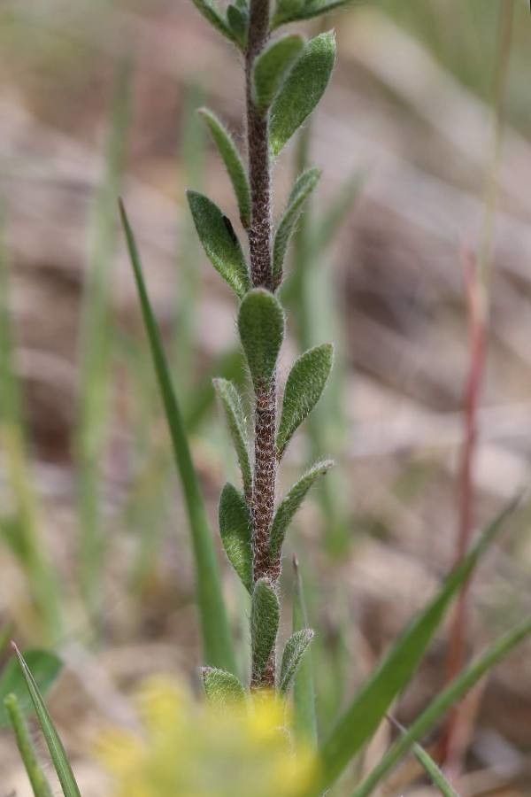 Alyssum hirsutum — houseplant care guide