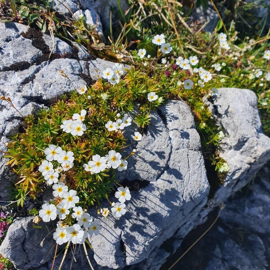 Androsace lactea flower