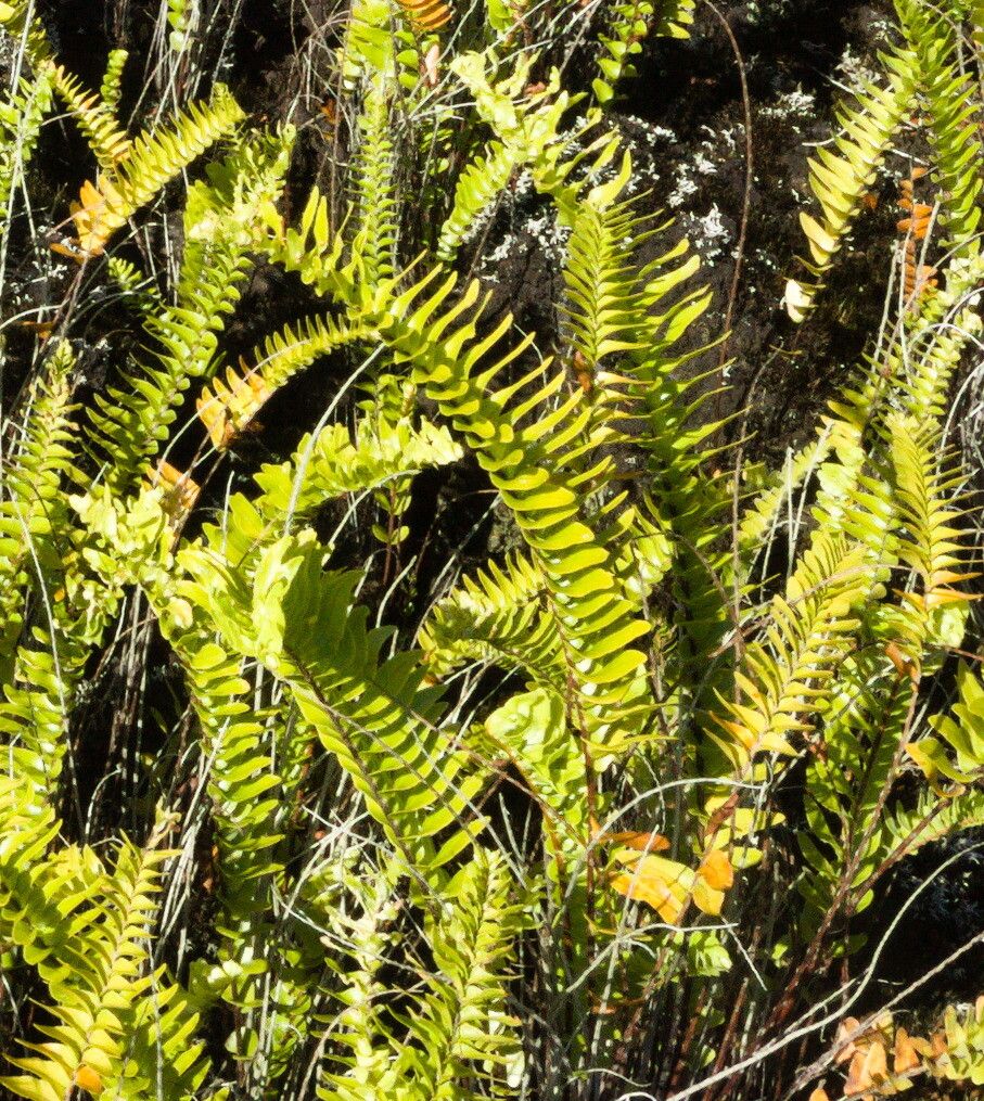 Nephrolepis abrupta leaf