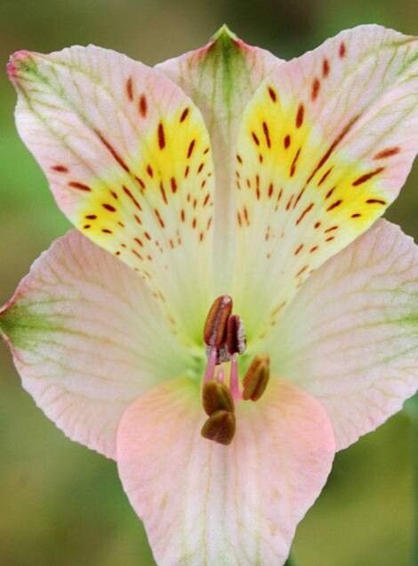Alstroemeria hookeri — related species from the same genus
