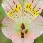 Alstroemeria hookeri