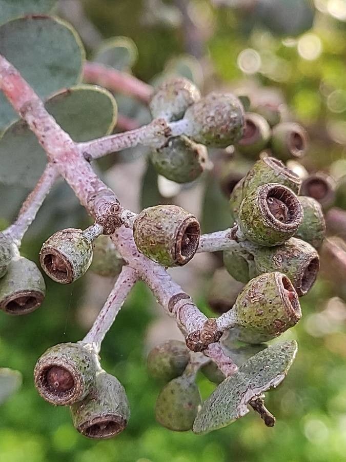 Eucalyptus kruseana fruit