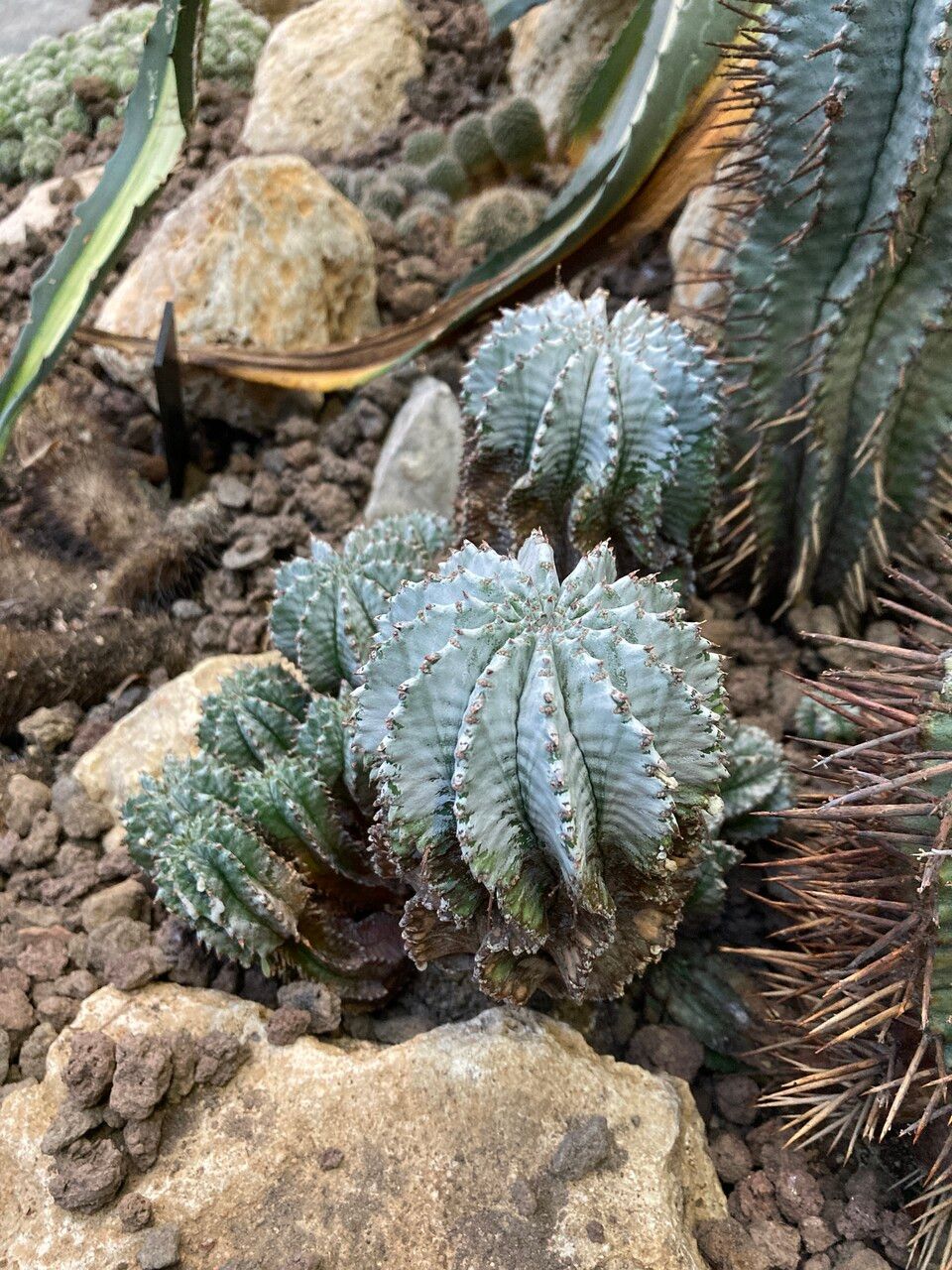 Euphorbia polygona leaf