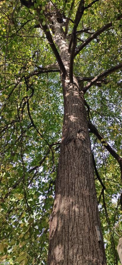 Tilia × euchlora habit