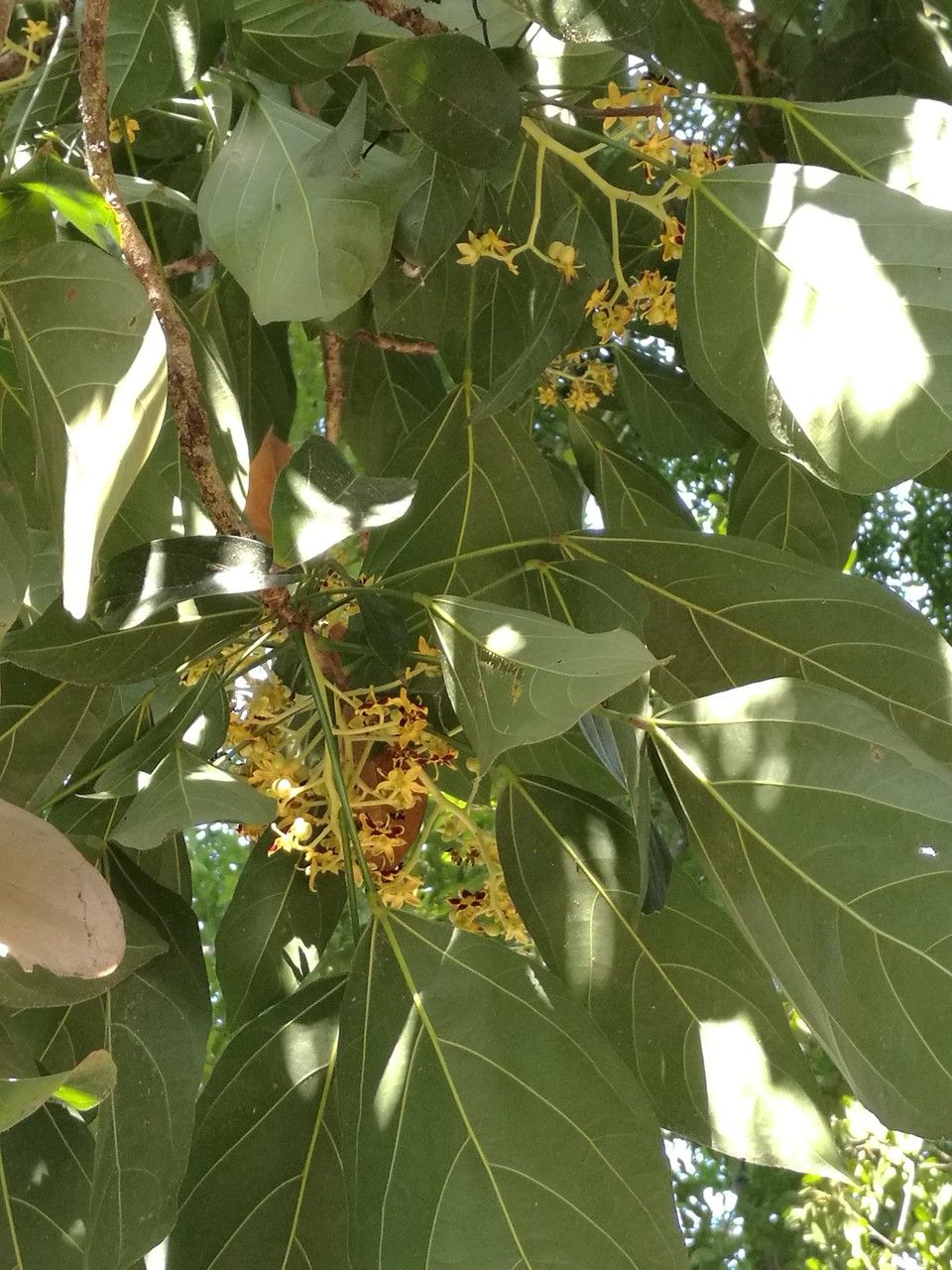 Clerodendrum cyrtophyllum — search result for 'Clerodendrum'
