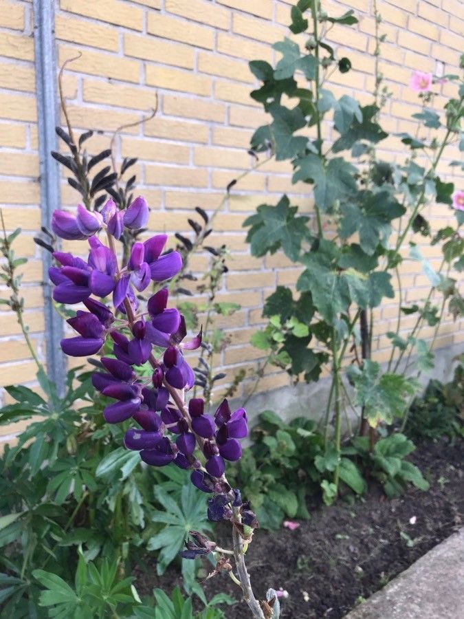Lupinus albifrons flower