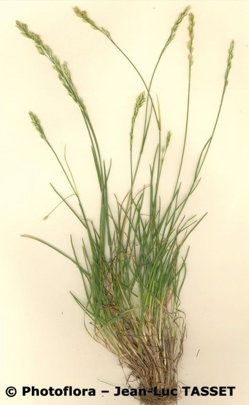 Poa laxa habit