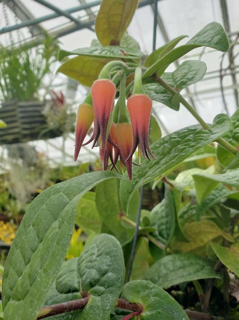 Ceratostema silvicola flower