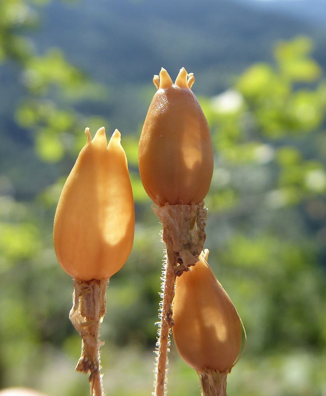 Silene ciliata fruit