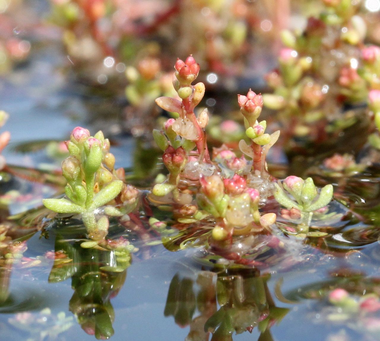 Crassula vaillantii habit