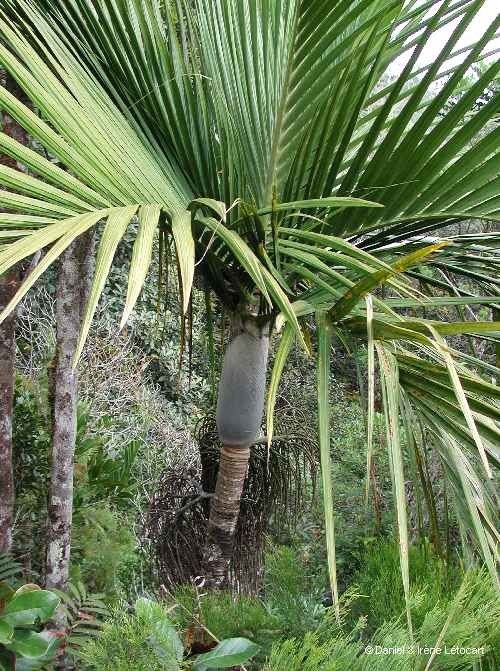 Basselinia humboldtiana bark