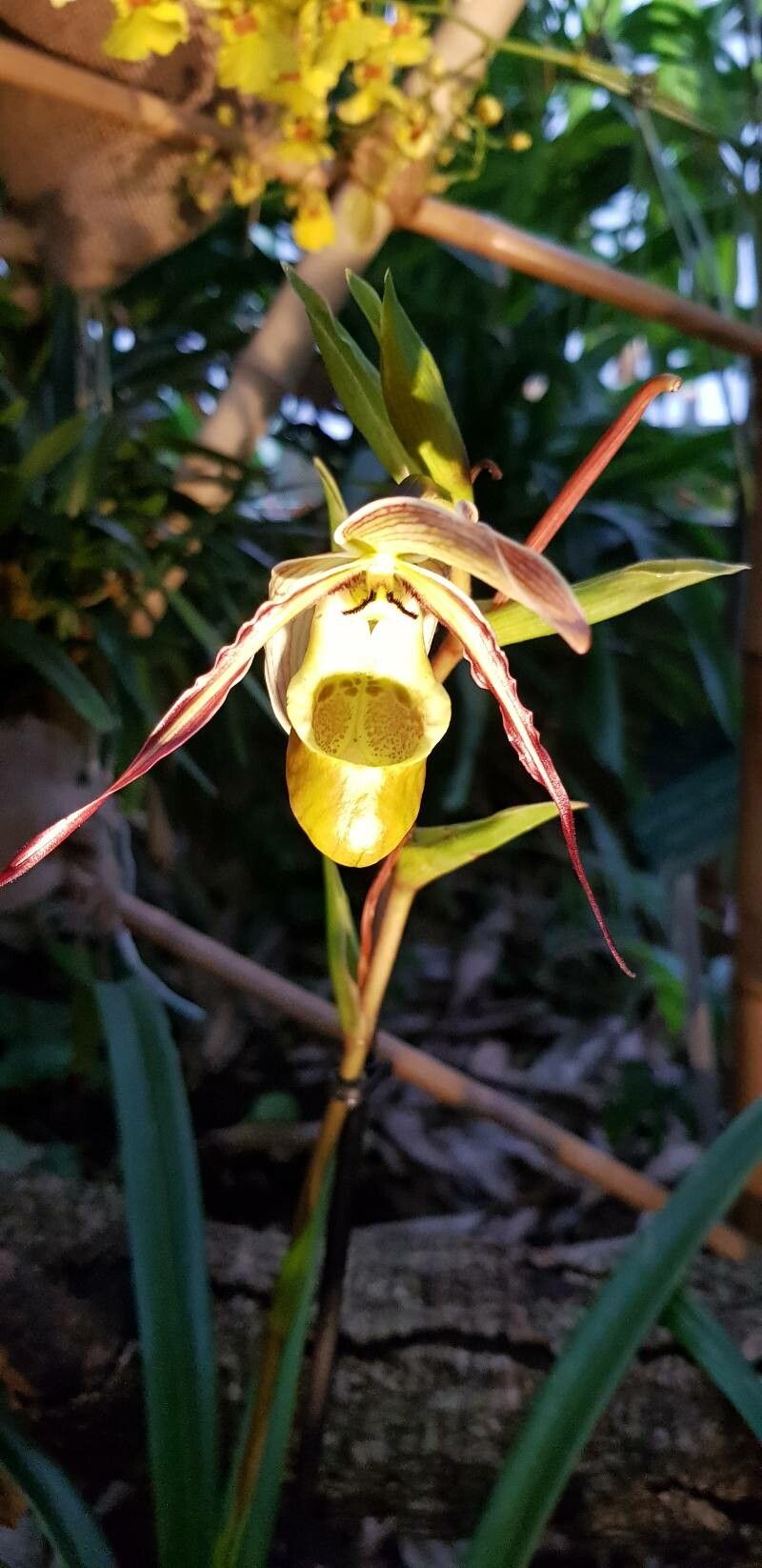 Phragmipedium × conchiferum flower