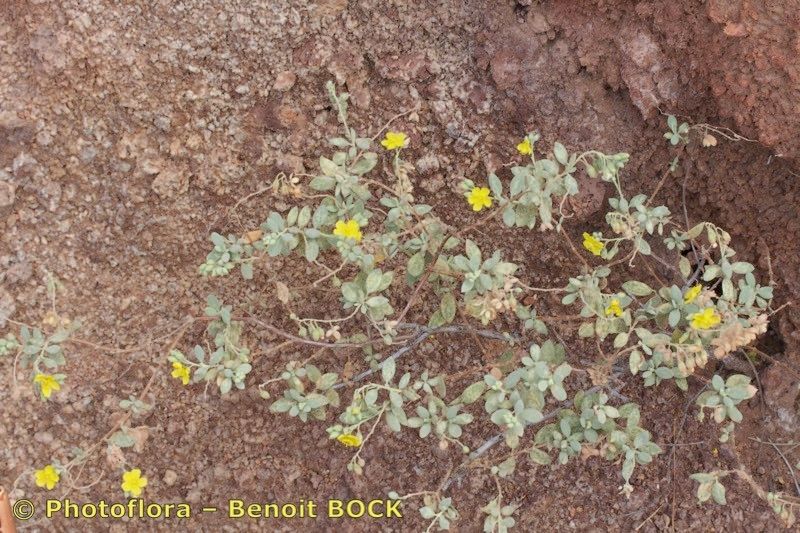 Helianthemum gorgoneum habit