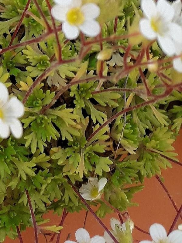 Saxifraga rosacea leaf