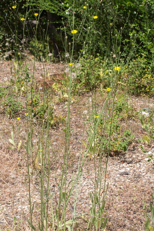 Tolpis virgata habit