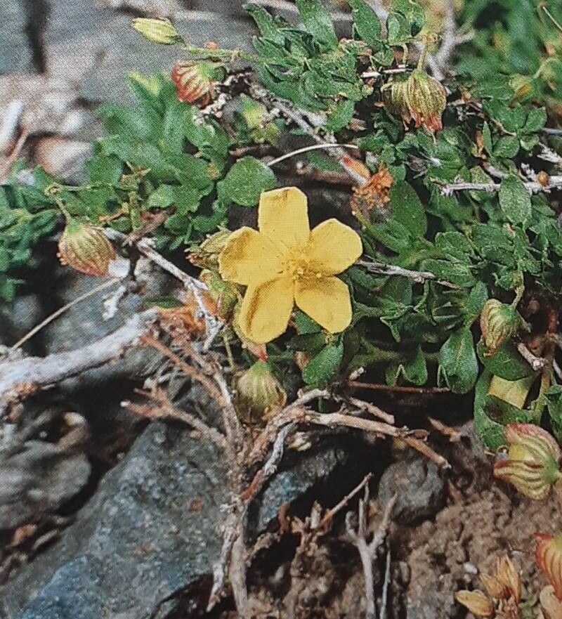 Helianthemum thymiphyllum — houseplant care guide