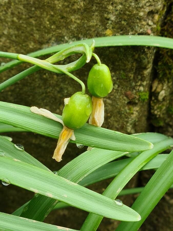 Galanthus plicatus fruit
