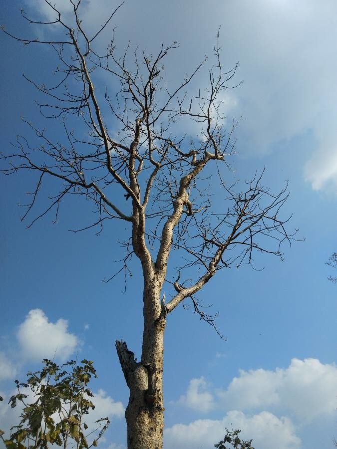 Boswellia serrata habit