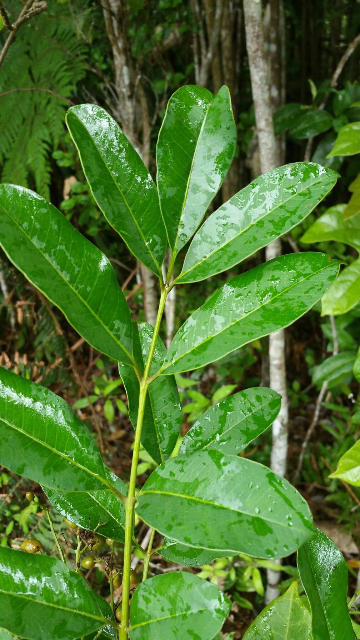 Poupartia chapelieri — related species from the same genus