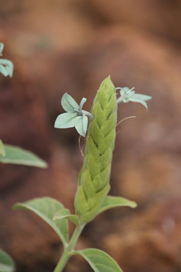 Ecbolium gymnostachyum — related species from the same genus