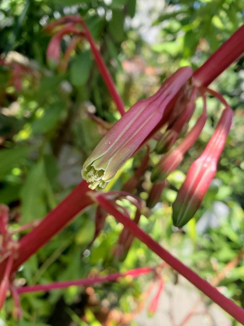 Beschorneria septentrionalis flower