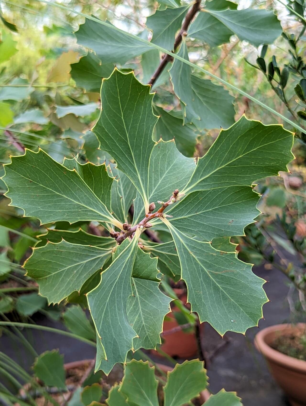 Hakea cristata — related species from the same genus