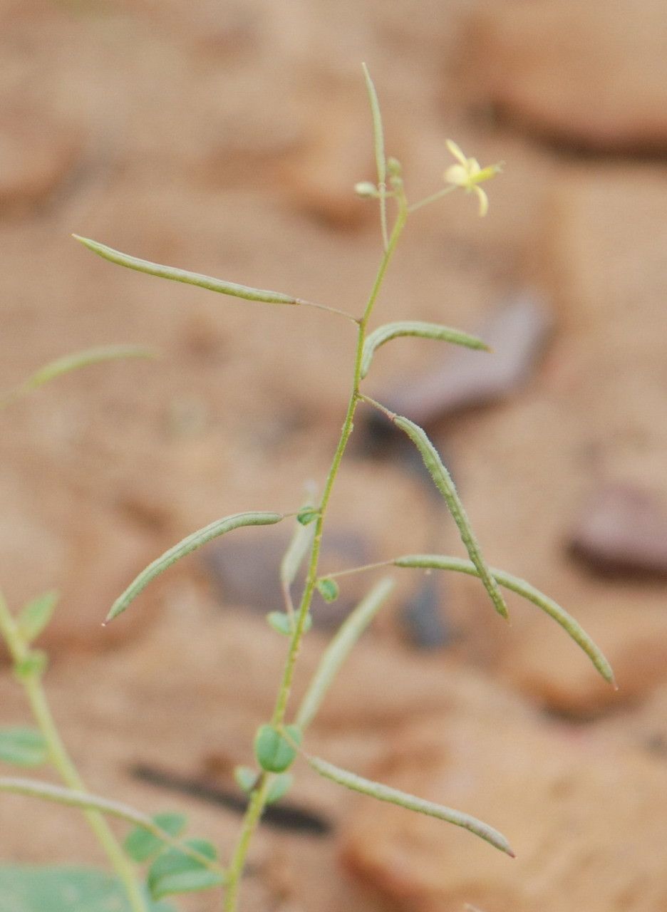 Cleome scaposa fruit